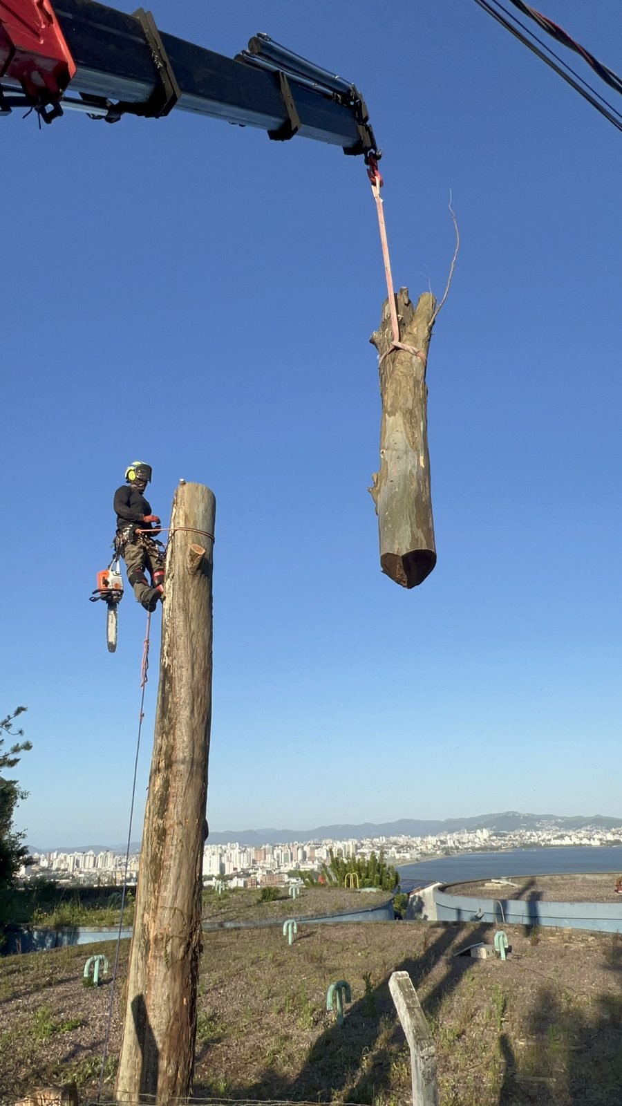 Guindaste içando tronco durante supressão, com profissional na árvore e Florianópolis ao fundo