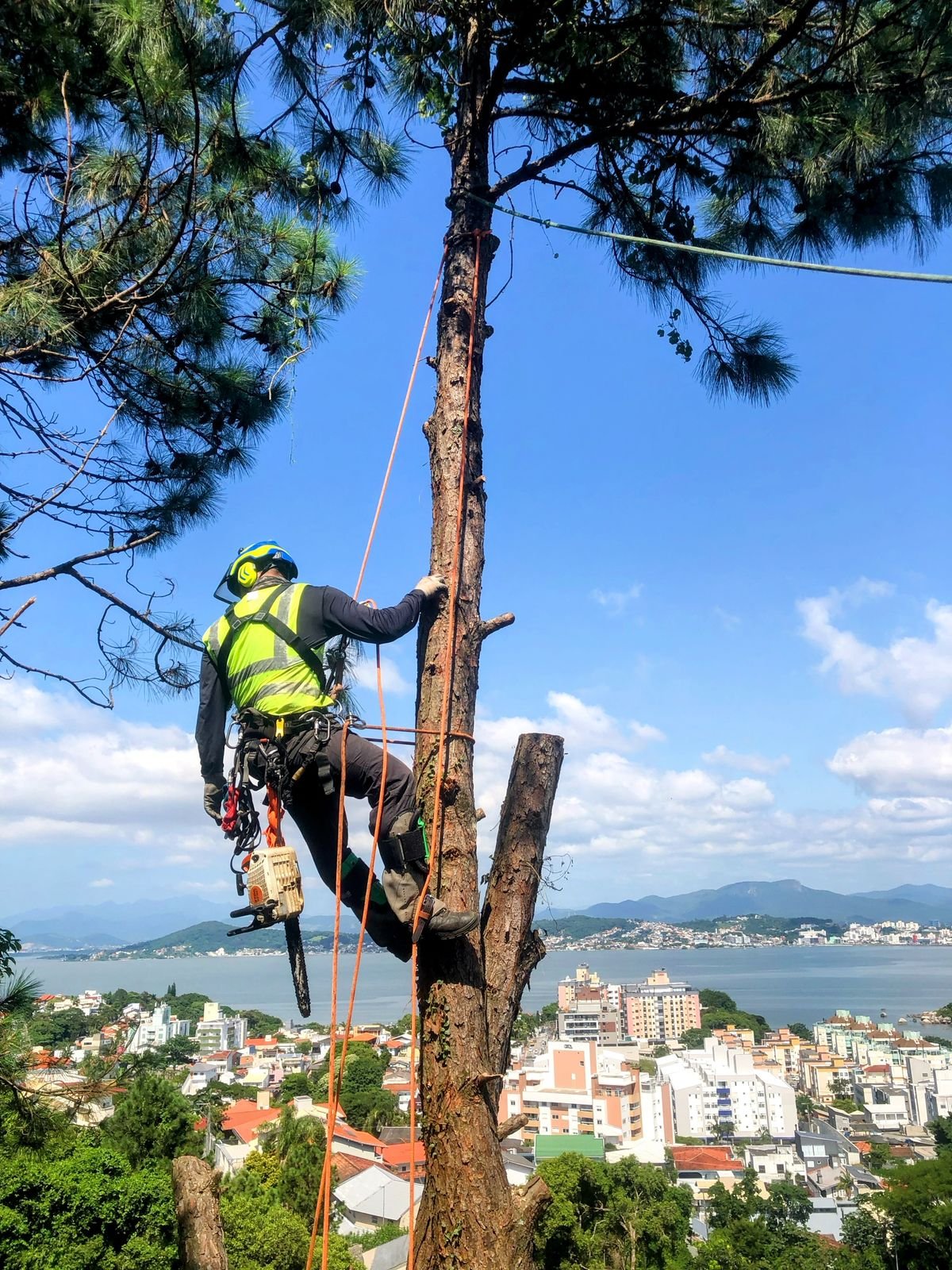Profissional ancorado no tronco removendo galhos, com a árvore preservada