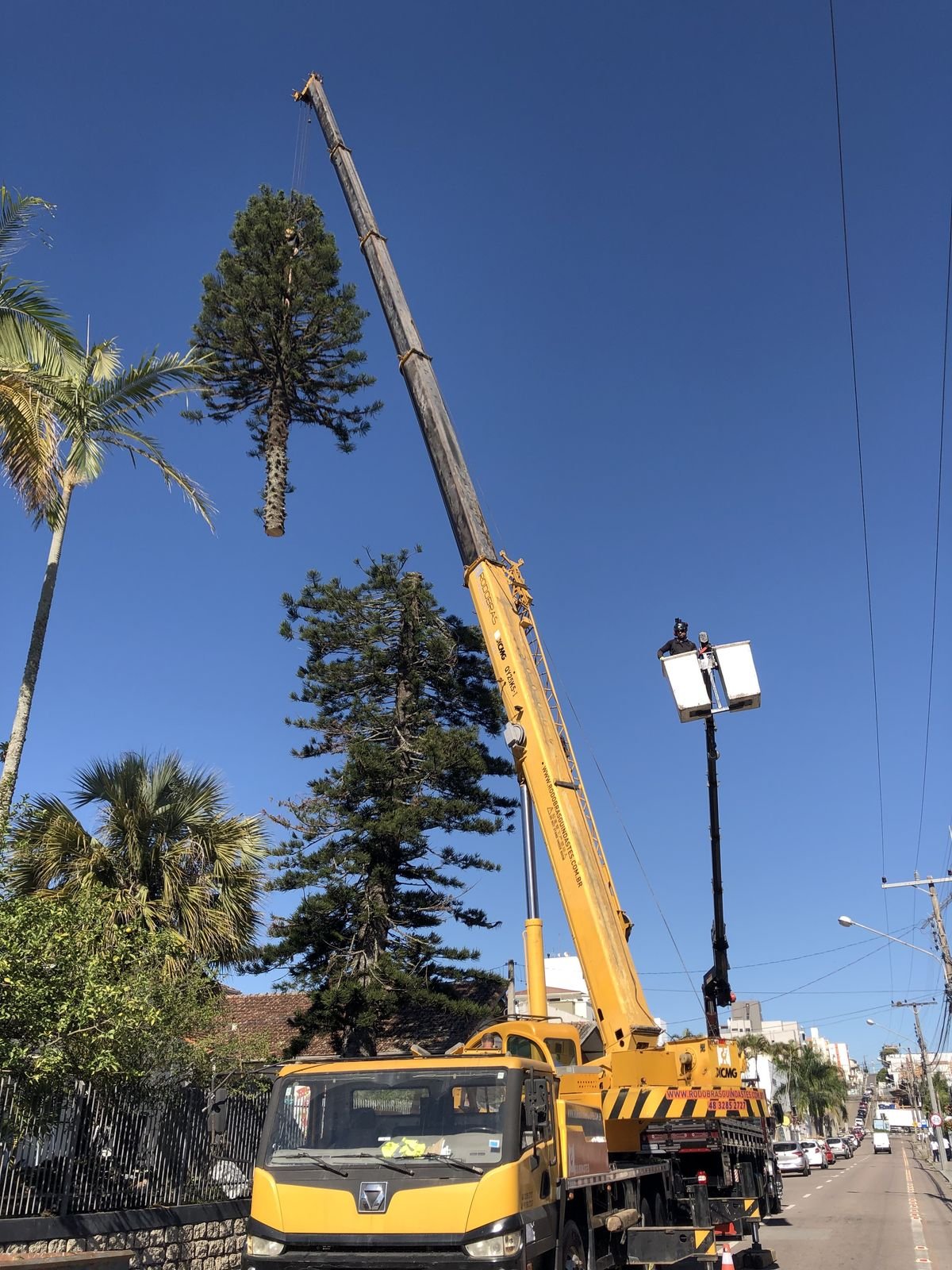 Araucária de grande porte em via urbana sendo removida com guindaste, espécie cuja supressão exige autorização